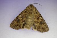 Anarta pugnax