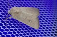 Mythimna sicula