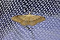 Idaea aversata