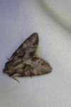 Lacanobia w-latinum