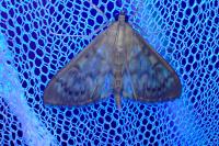 Patania ruralis