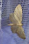 Philereme vetulata