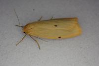 Cybosia mesomella