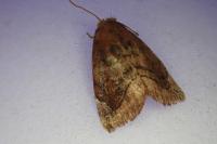 Cosmia pyralina