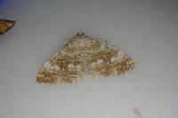 Perizoma flavofasciata