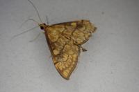 Anania verbascalis