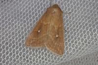 Mythimna ferrago