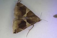Dysgonia algira