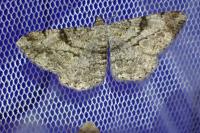 Peribatodes rhomboidaria rhomboidaria