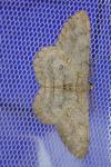 Hypomecis punctinalis