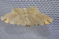 Macaria liturata