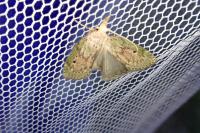 Aphomia sociella