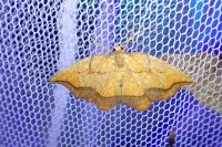 Epione repandaria
