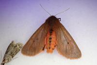 Phragmatobia fuliginosa