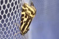Emmelia trabealis