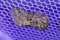 Cleonymia yvanii