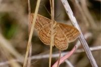 Idaea ochrata
