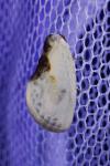 Cilix glaucata