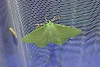 Geometra papilionaria