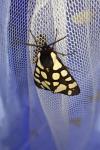 Arctia villica
