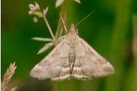 Pyrausta despicata