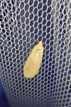 Wittia sororcula