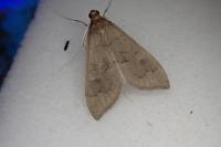 Mecyna asinalis