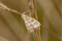 Idaea circuitaria