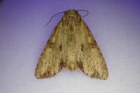 Apamea sublustris