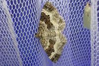 Epirrhoe alternata