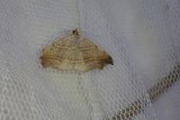 Laspeyria flexula
