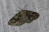 Cleorodes lichenaria