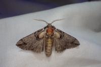 Drymonia velitaris