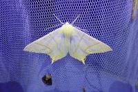 Ourapteryx sambucaria