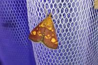 Pyrausta aurata