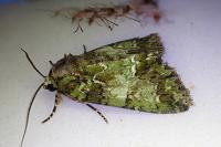 Polyphaenis sericata