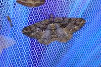 Peribatodes ilicaria ilicaria