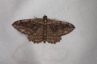 Philereme transversata