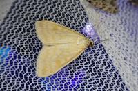 Sitochroa verticalis