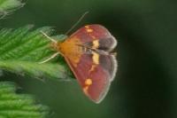Pyrausta aurata