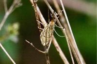 Chrysocramboides craterellus