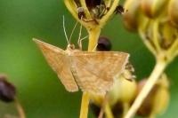 Idaea ochrata