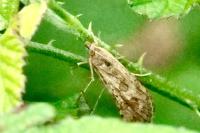 Nomophila noctuella
