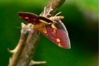 Pyrausta aurata