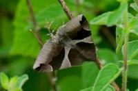 Dysgonia algira