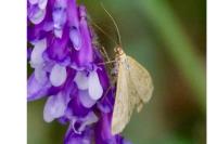 Sitochroa verticalis