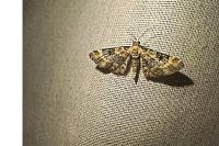 Eupithecia pulchellata