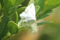 Scopula ornata