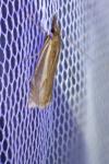 Crambus lathoniellus