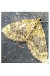 Acasis viretata